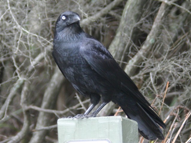 その他 Raven Details : Forest Raven - BirdGuides