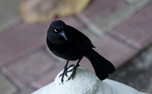 Download Details : Carib Grackle - BirdGuides