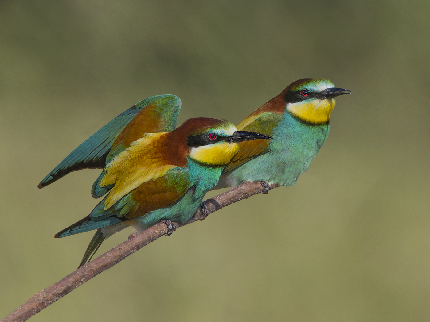 details european bee eater birdguides