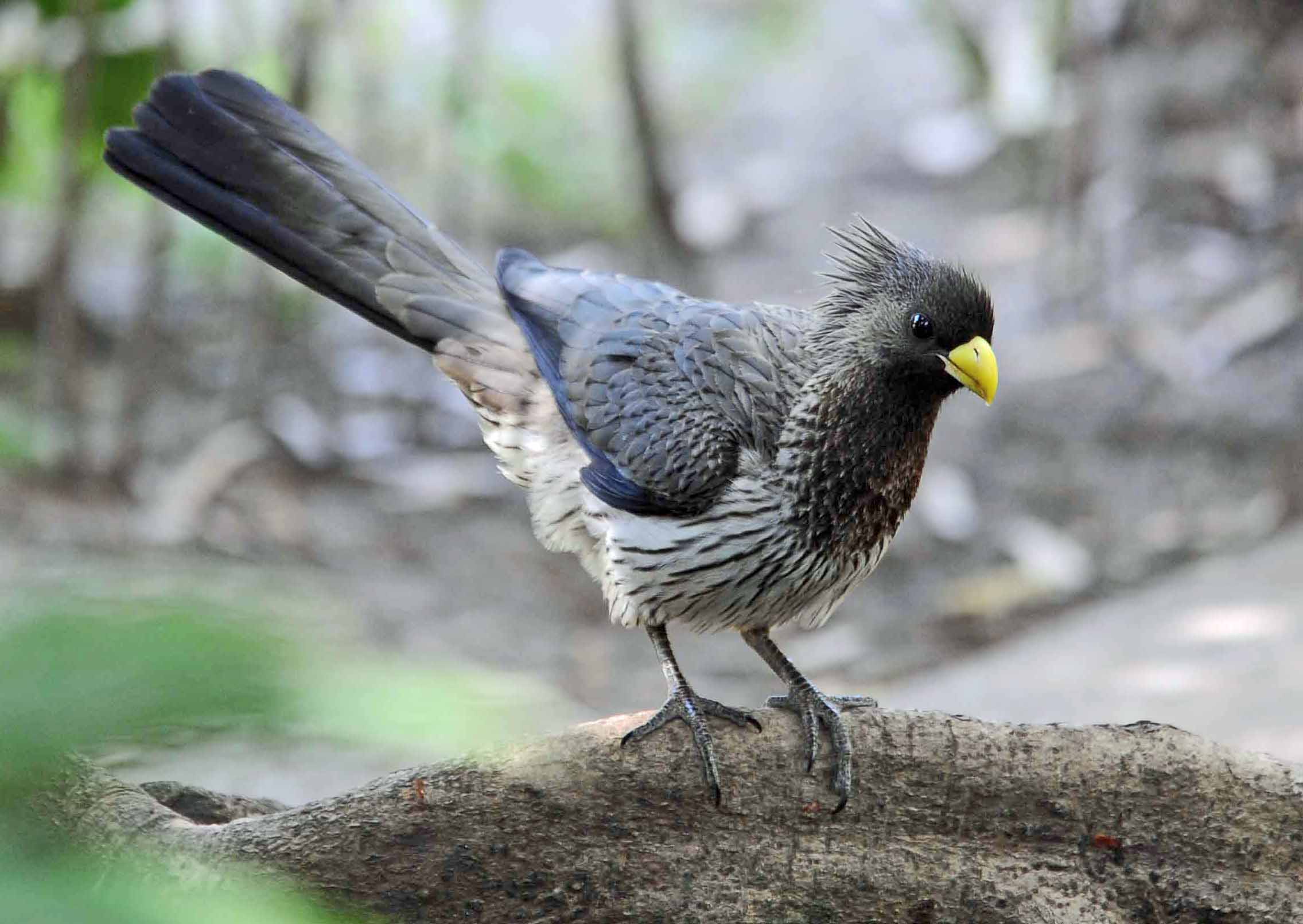 Details Western Plantaineater BirdGuides