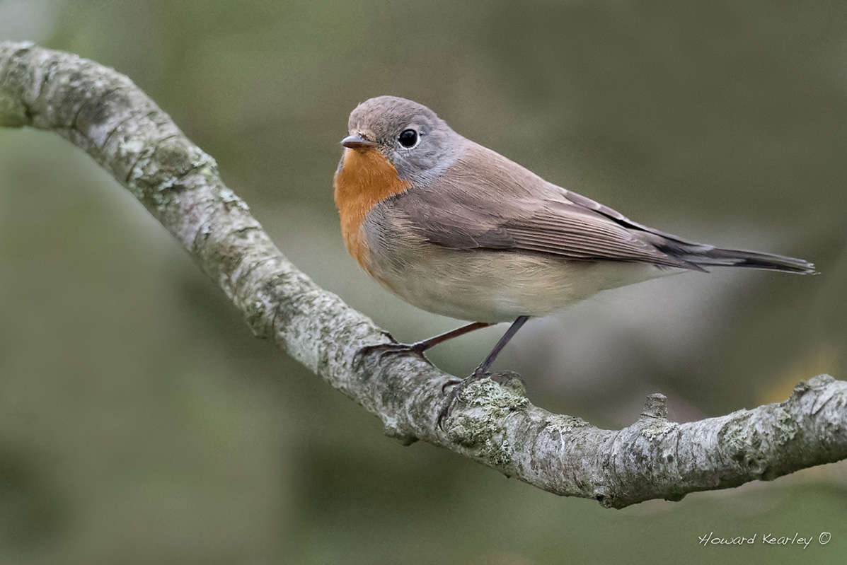 Details Redbreasted Flycatcher BirdGuides