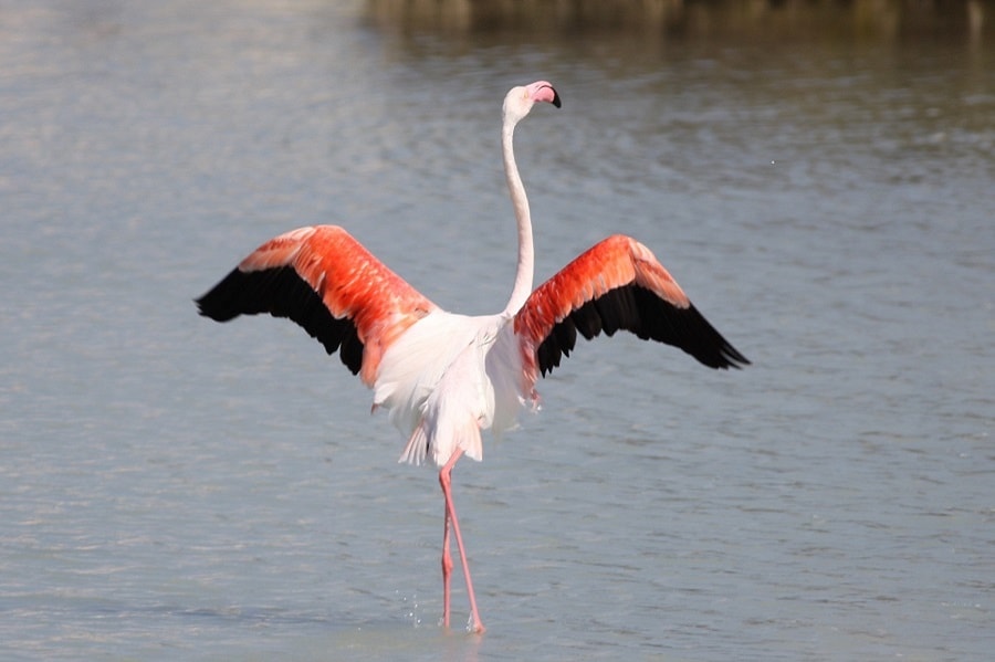 Important Greater Flamingo delta saved BirdGuides