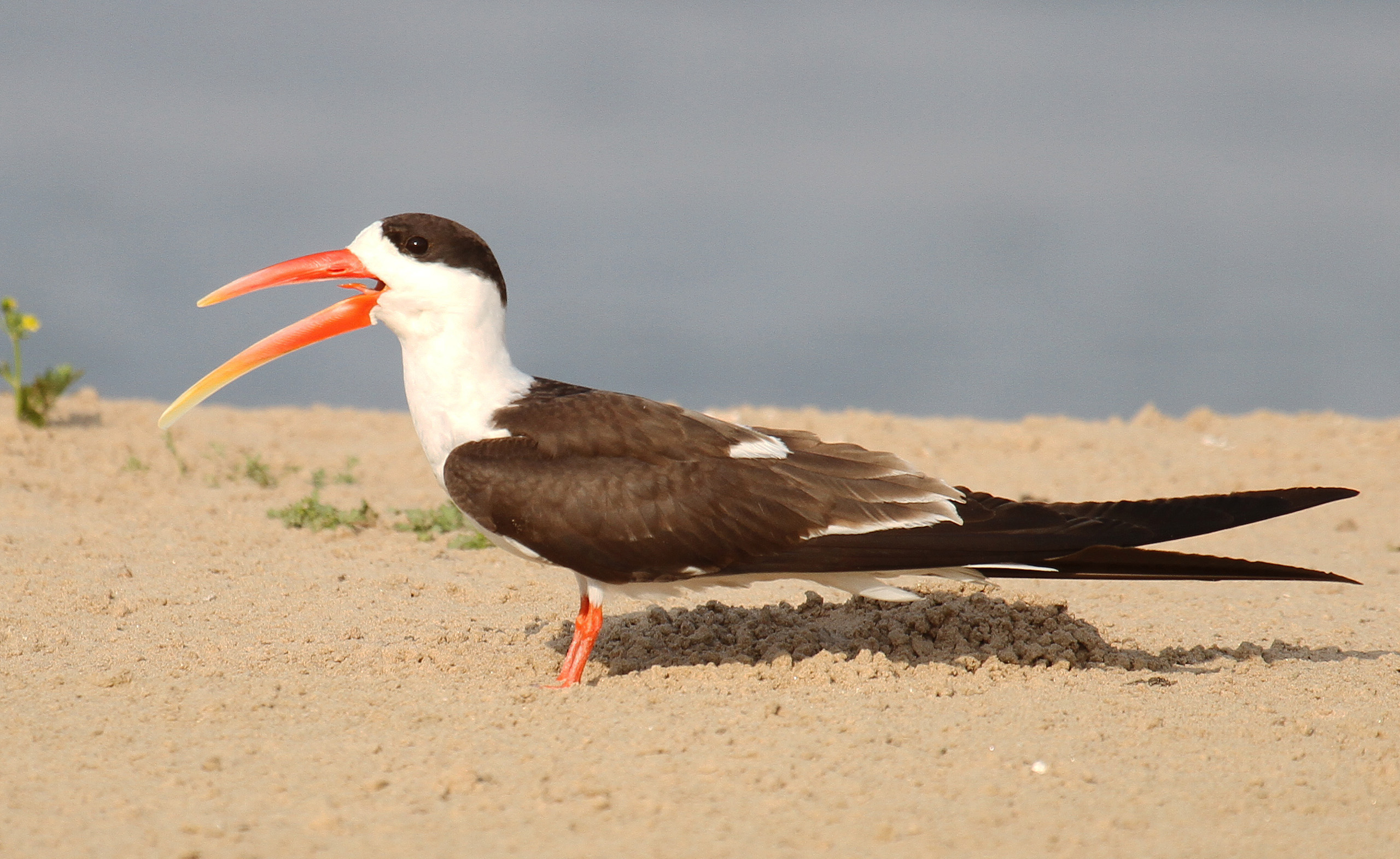 Details Indian Skimmer BirdGuides