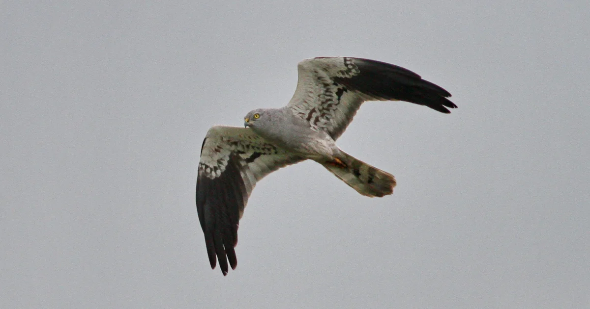 Harrier de Montague desliza sobre Portugal Harrier de Montague desliza sobre Portugal