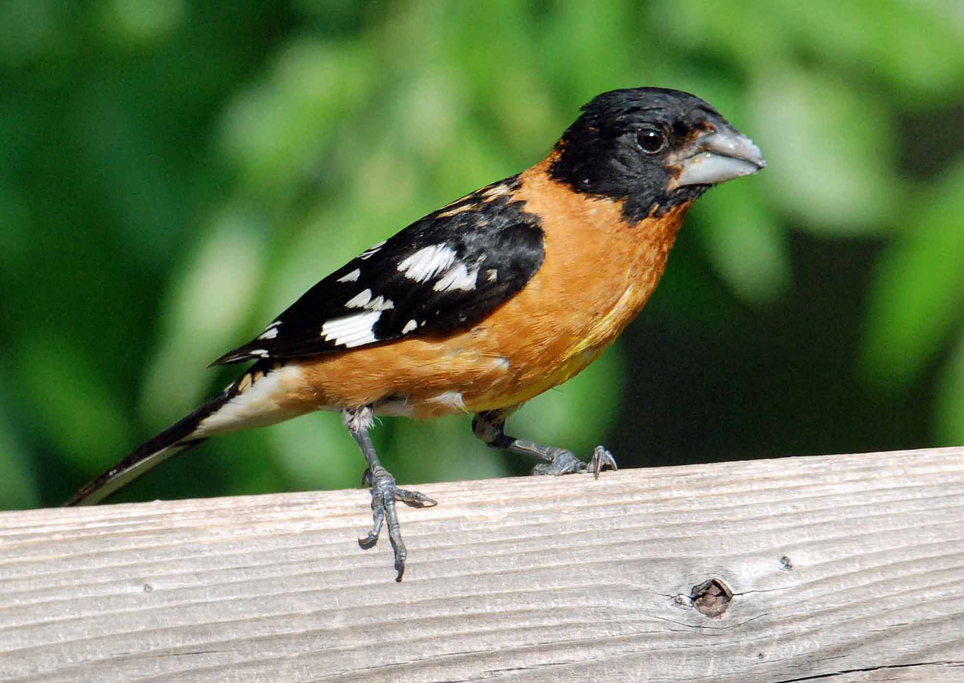 Details Blackheaded Grosbeak BirdGuides