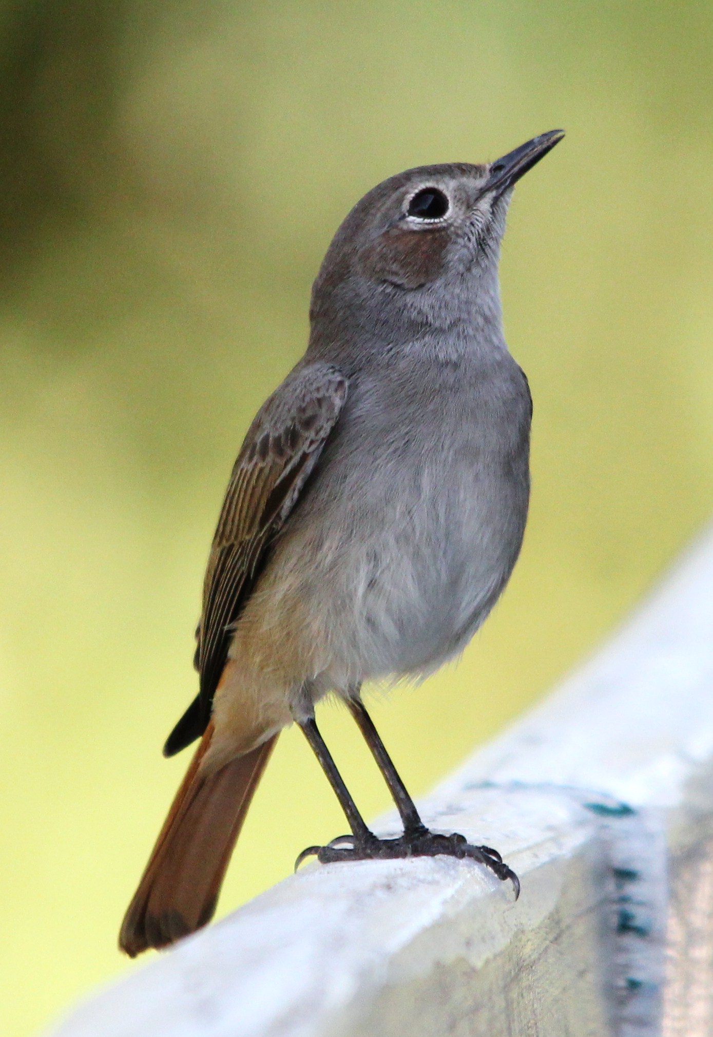 Details : Familiar Chat - BirdGuides