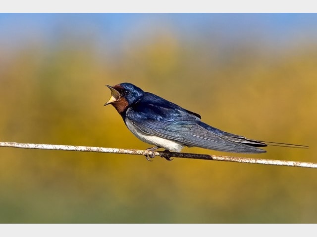 Details Swallow Birdguides Details Swallow Birdguides