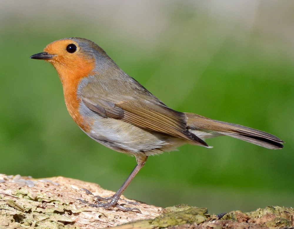 Robin BTO - British Trust for Ornithology