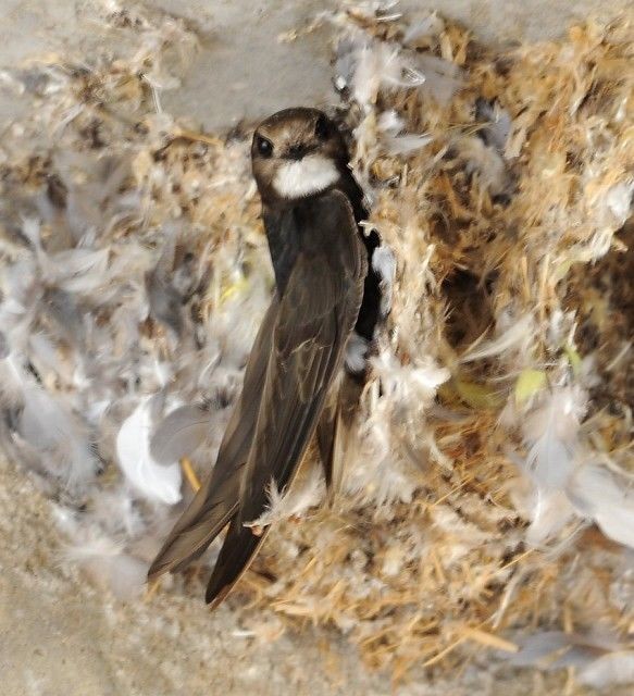 Details House Swift BirdGuides