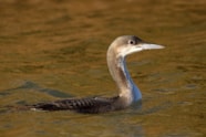 Details Black throated Diver BirdGuides