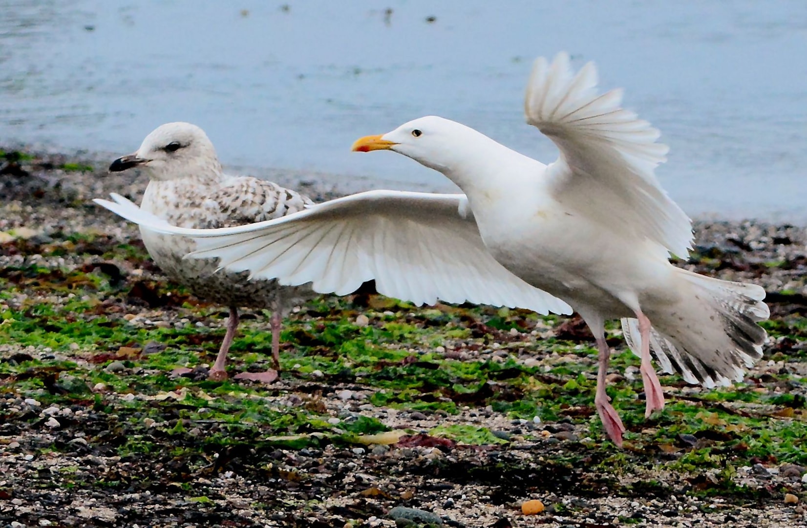 European Herring Gull by Eddie Maguire BirdGuides