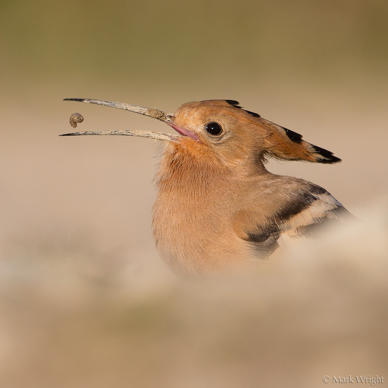 Bird of the Week Hoopoe BirdGuides