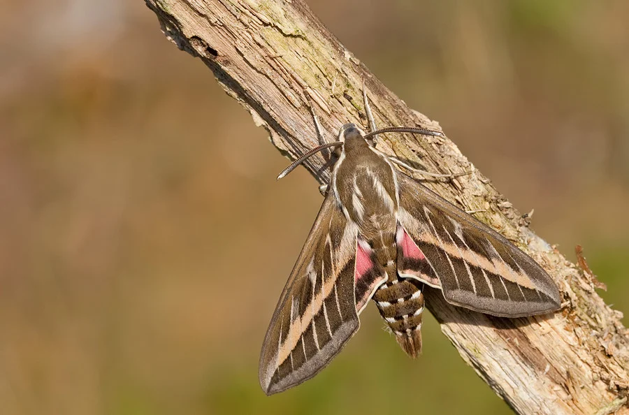 Striped Hawkmoth influx hits southern Britain