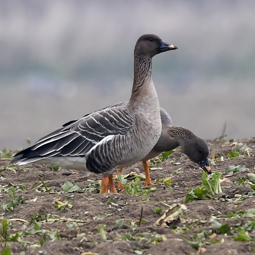 Tundra Bean Goose by Andy Thompson BirdGuides
