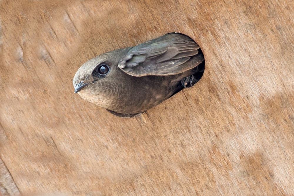 North Yorkshire town becomes swift friendly - BirdGuides