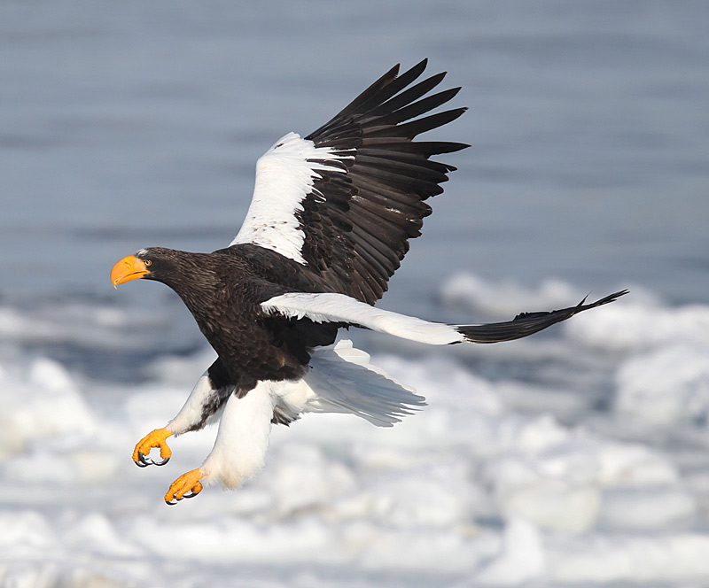 Details Steller's Sea Eagle BirdGuides