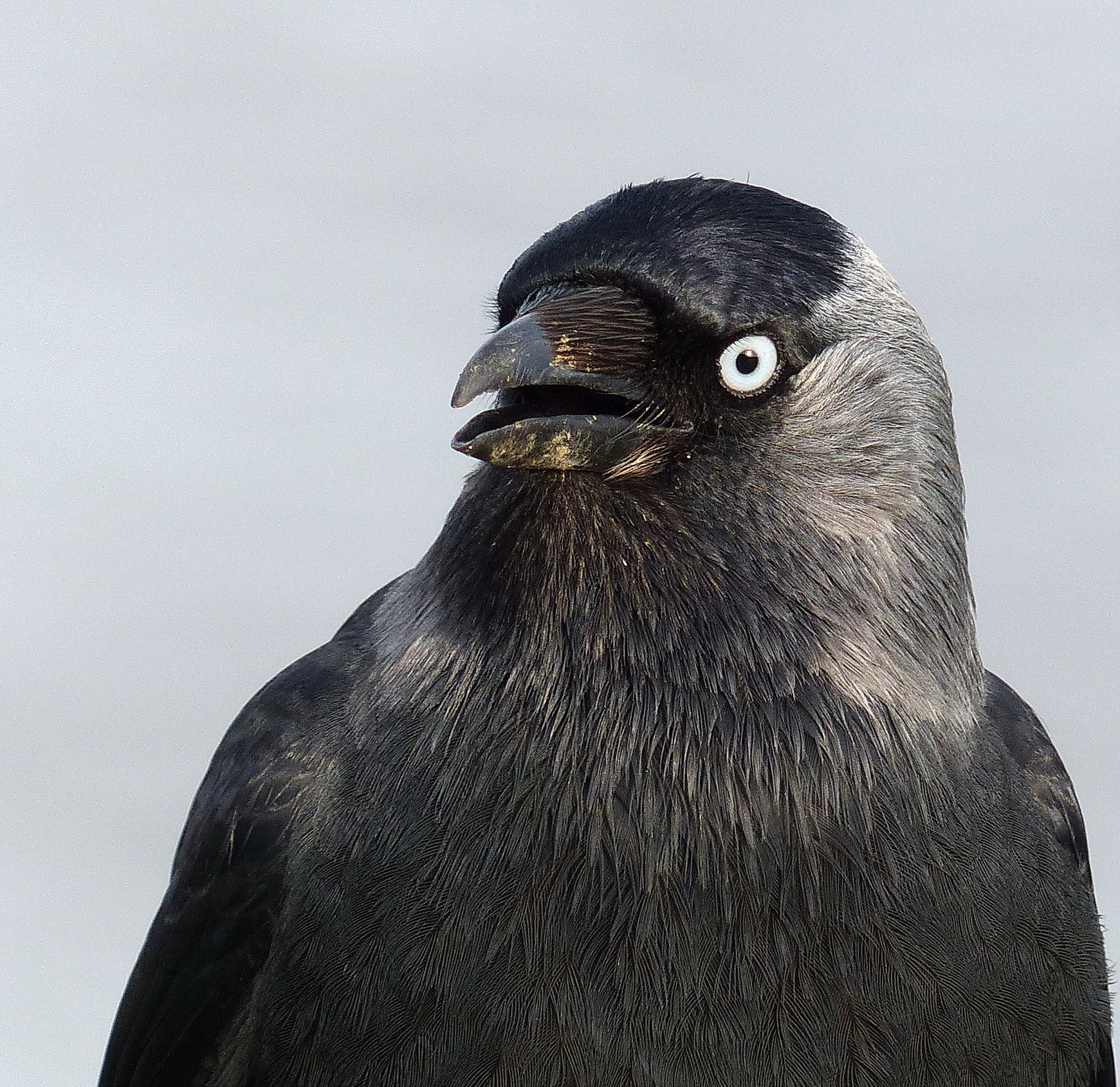 Details Jackdaw BirdGuides