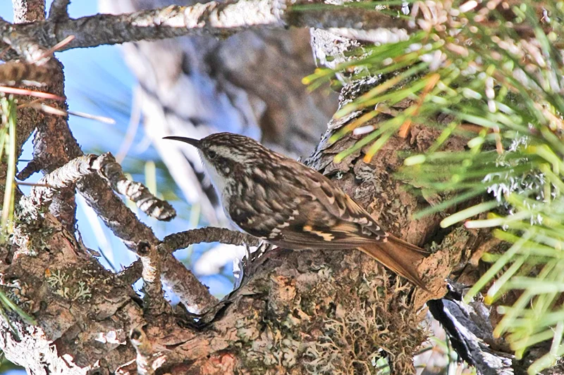 Crete Birds Genetic study reveals distinct treecreeper in Crete - BirdGuides