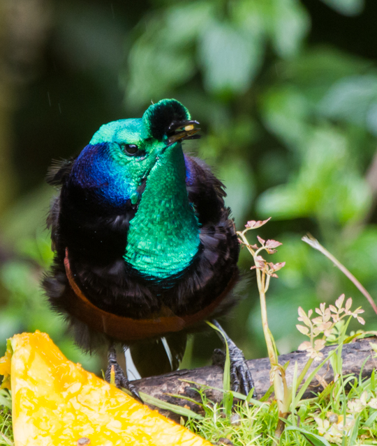 Details : Ribbon-tailed Astrapia - BirdGuides