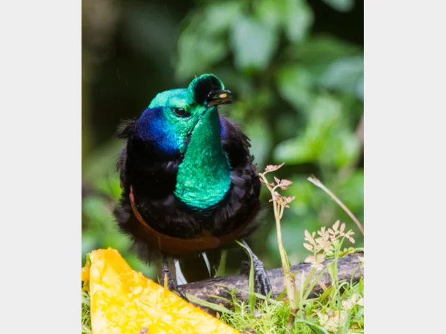 Details : Ribbon-tailed Astrapia - BirdGuides