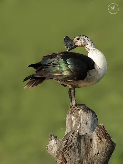 Details : Knob-billed Duck - BirdGuides Details : Knob-billed Duck - BirdGuides