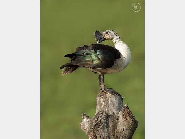 Details : Knob-billed Duck - BirdGuides Details : Knob-billed Duck - BirdGuides