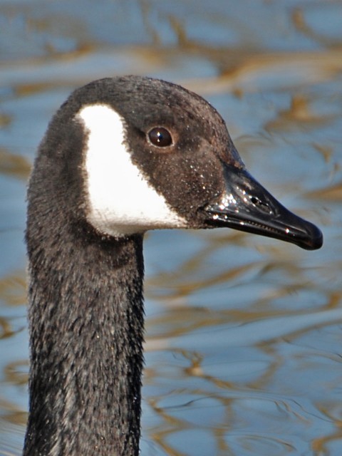 canada goose web 500