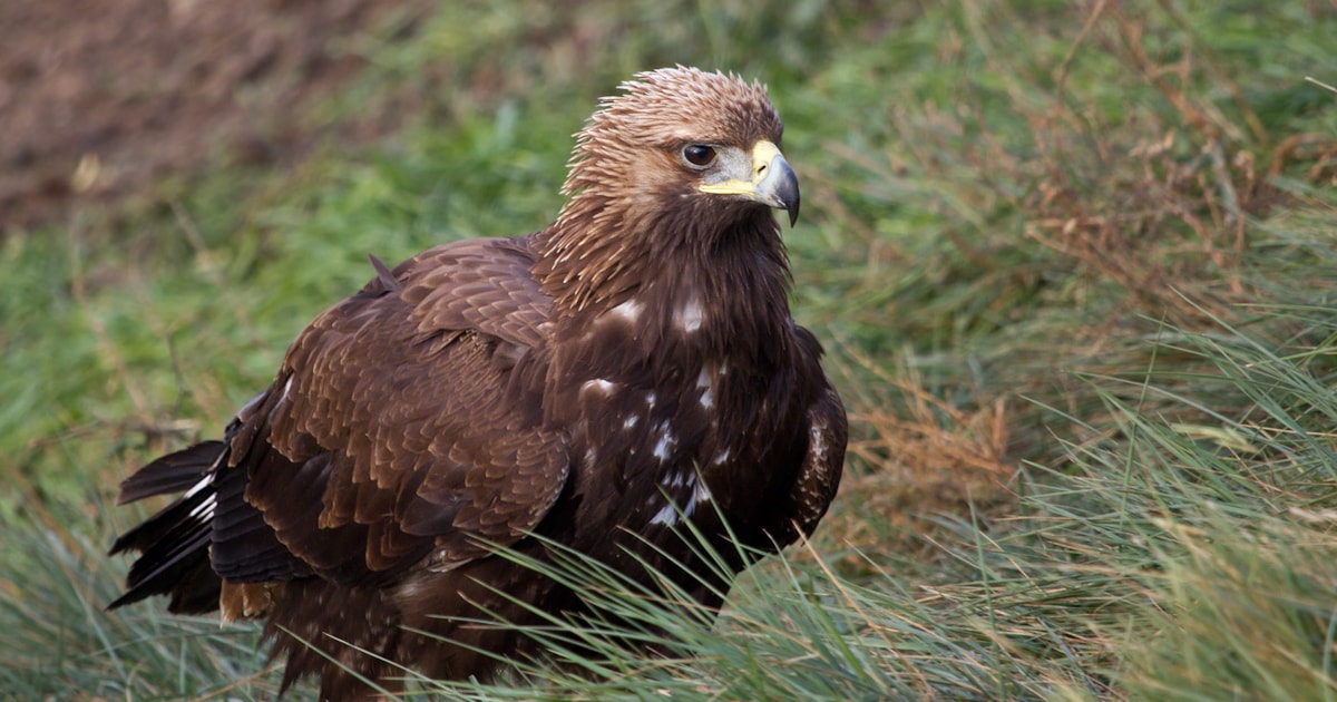Genome study to help British Golden Eagles BirdGuides