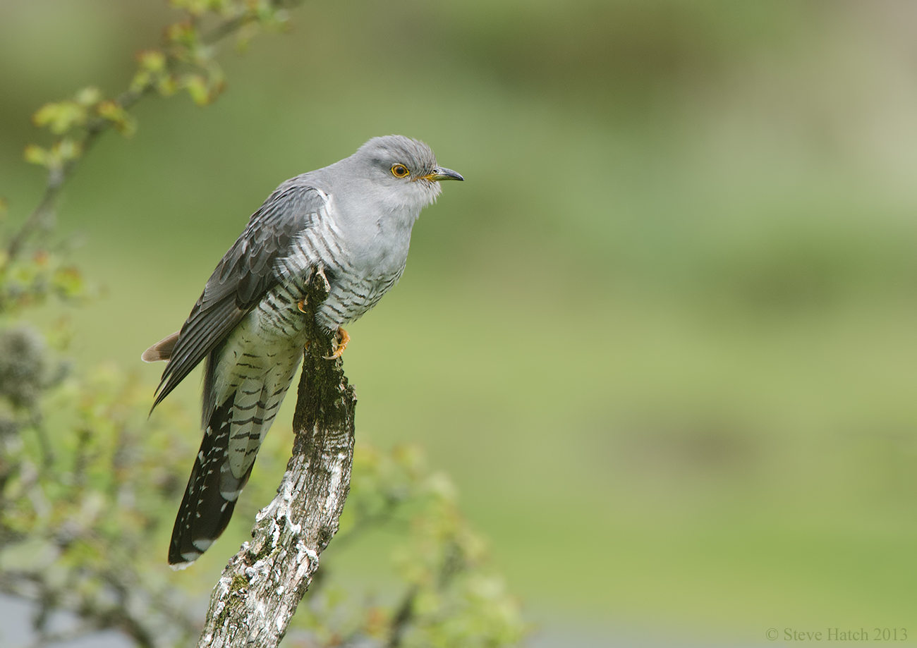 Devon Cuckoo comes back to life - BirdGuides