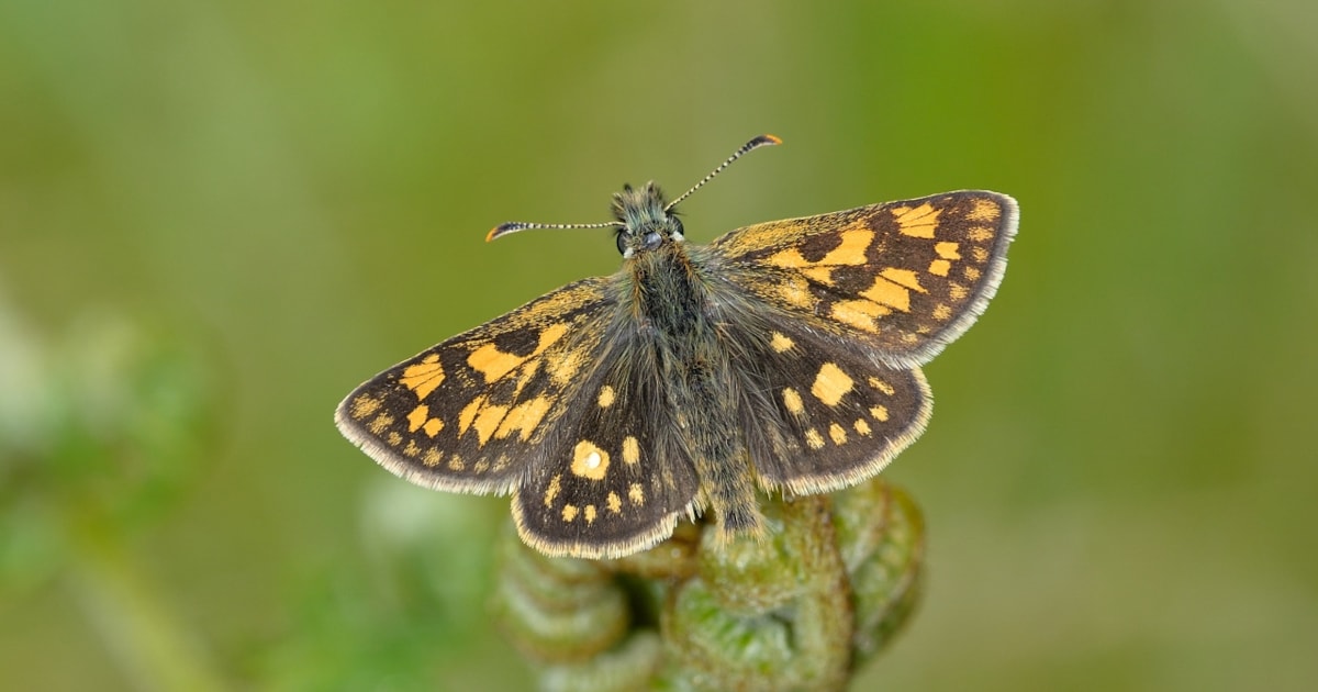 'Extinct' butterfly returns to England BirdGuides
