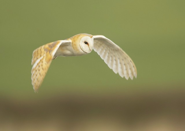 Details Barn Owl Birdguides