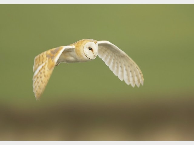Details Barn Owl Birdguides