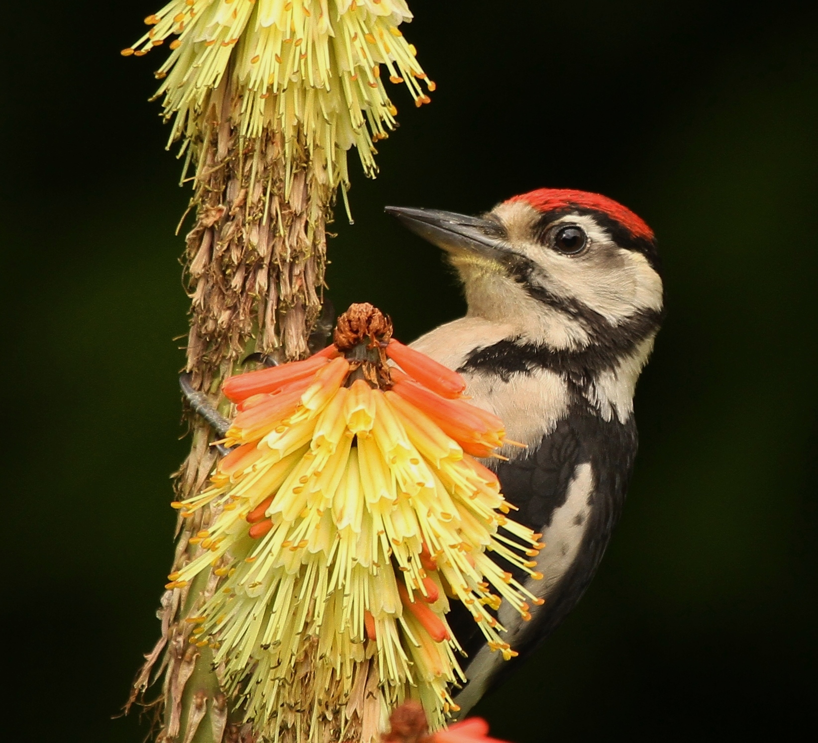 birdguides photo of the week