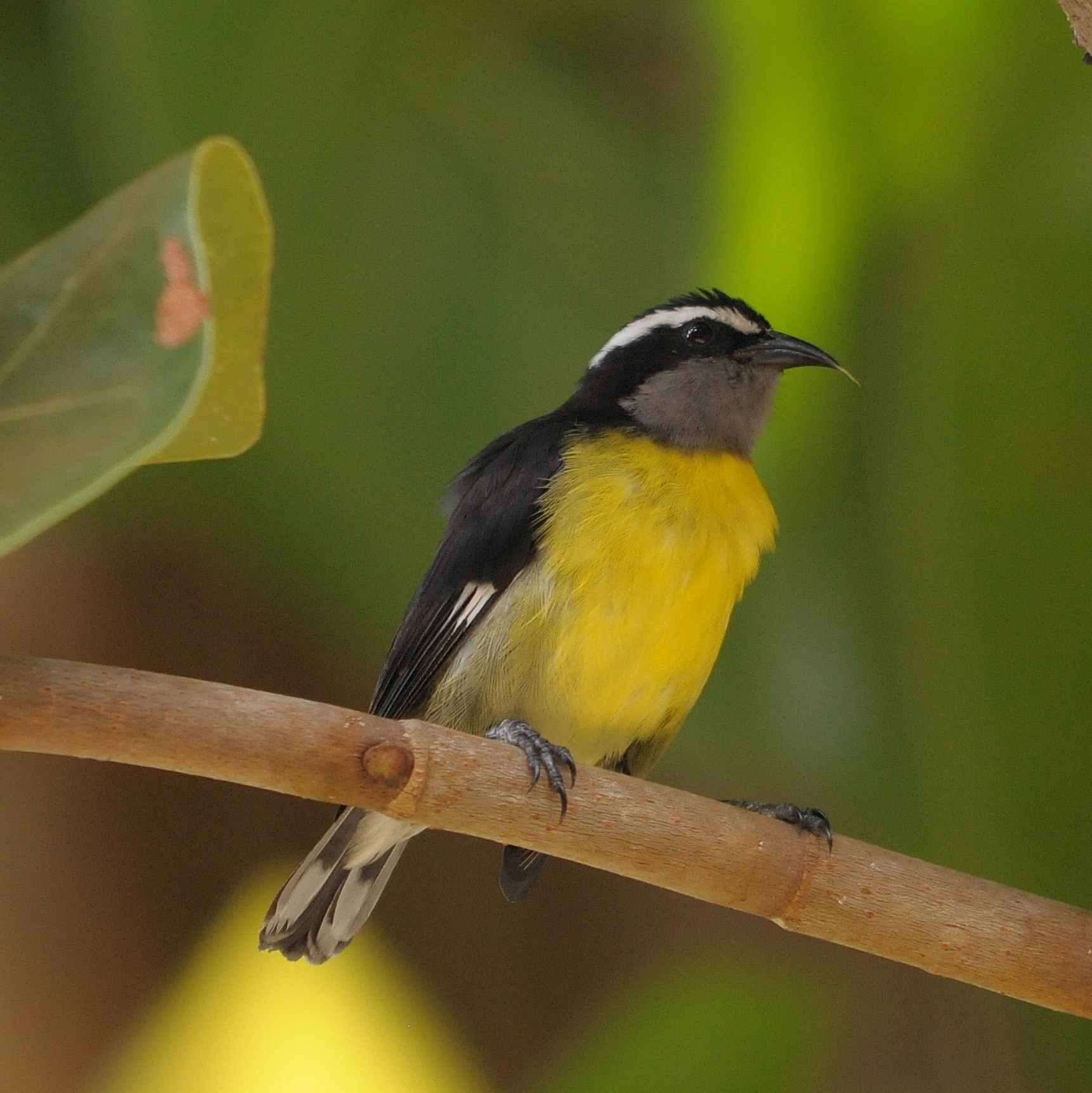 Details Bananaquit BirdGuides