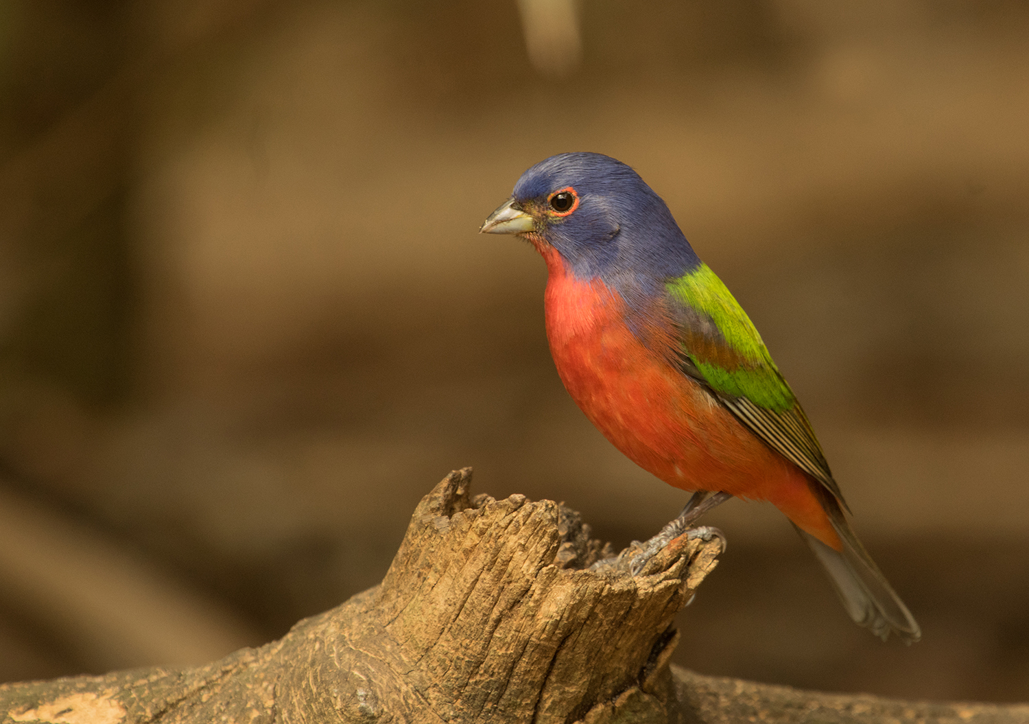 Details Painted Bunting BirdGuides