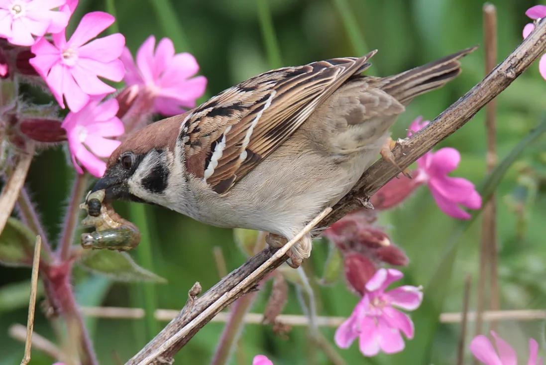 Neil Rendall Tree Sparrow by Neil Rendall - BirdGuides