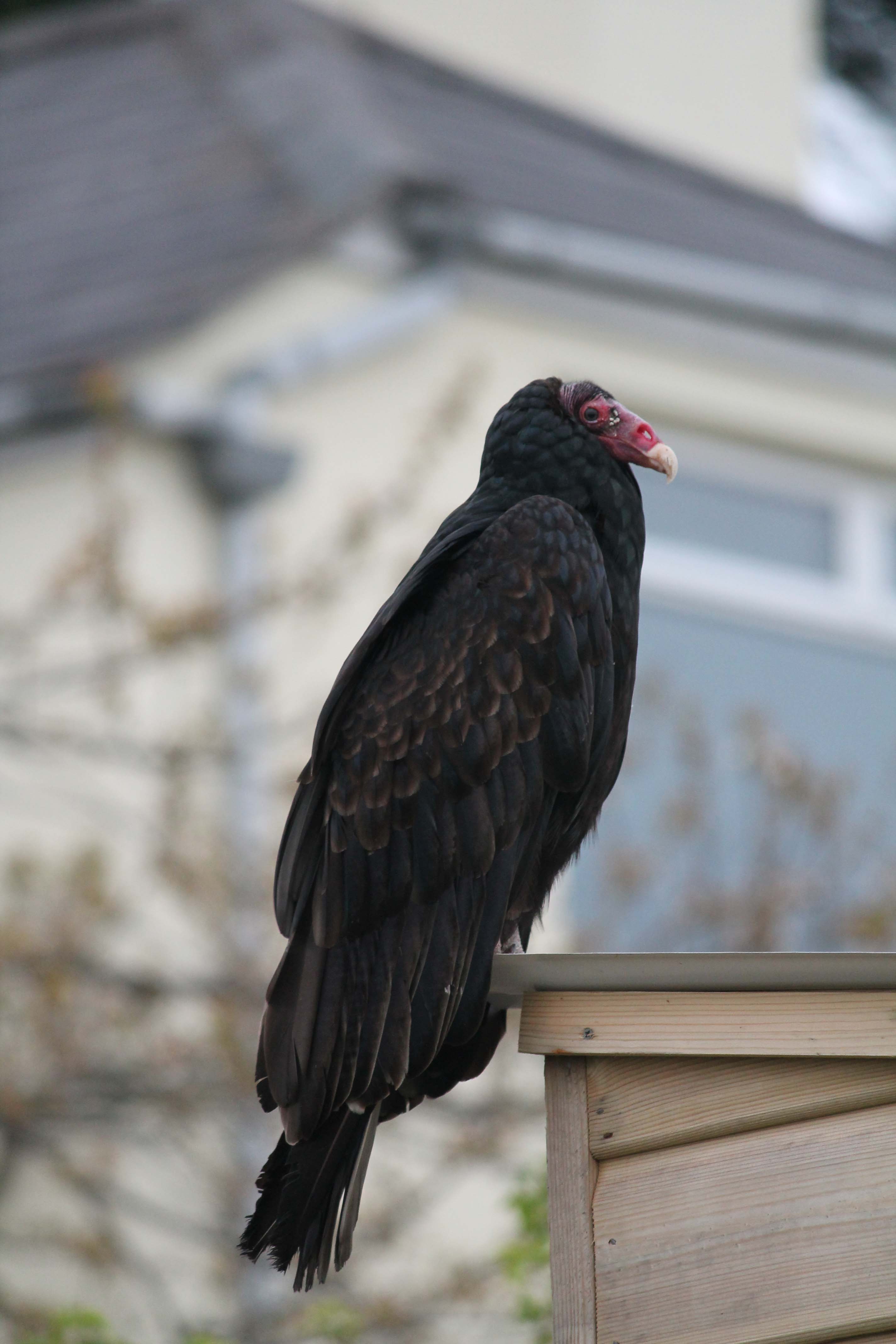 Details Turkey Vulture BirdGuides