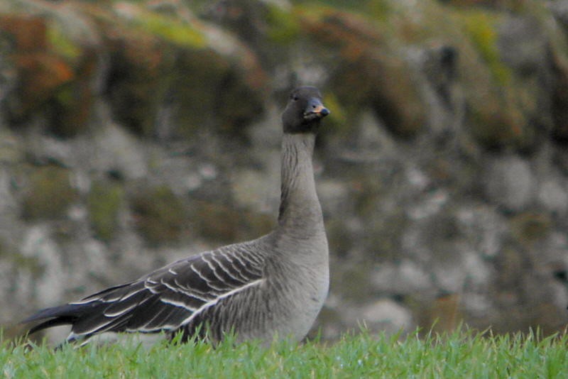 Details Tundra Bean Goose BirdGuides