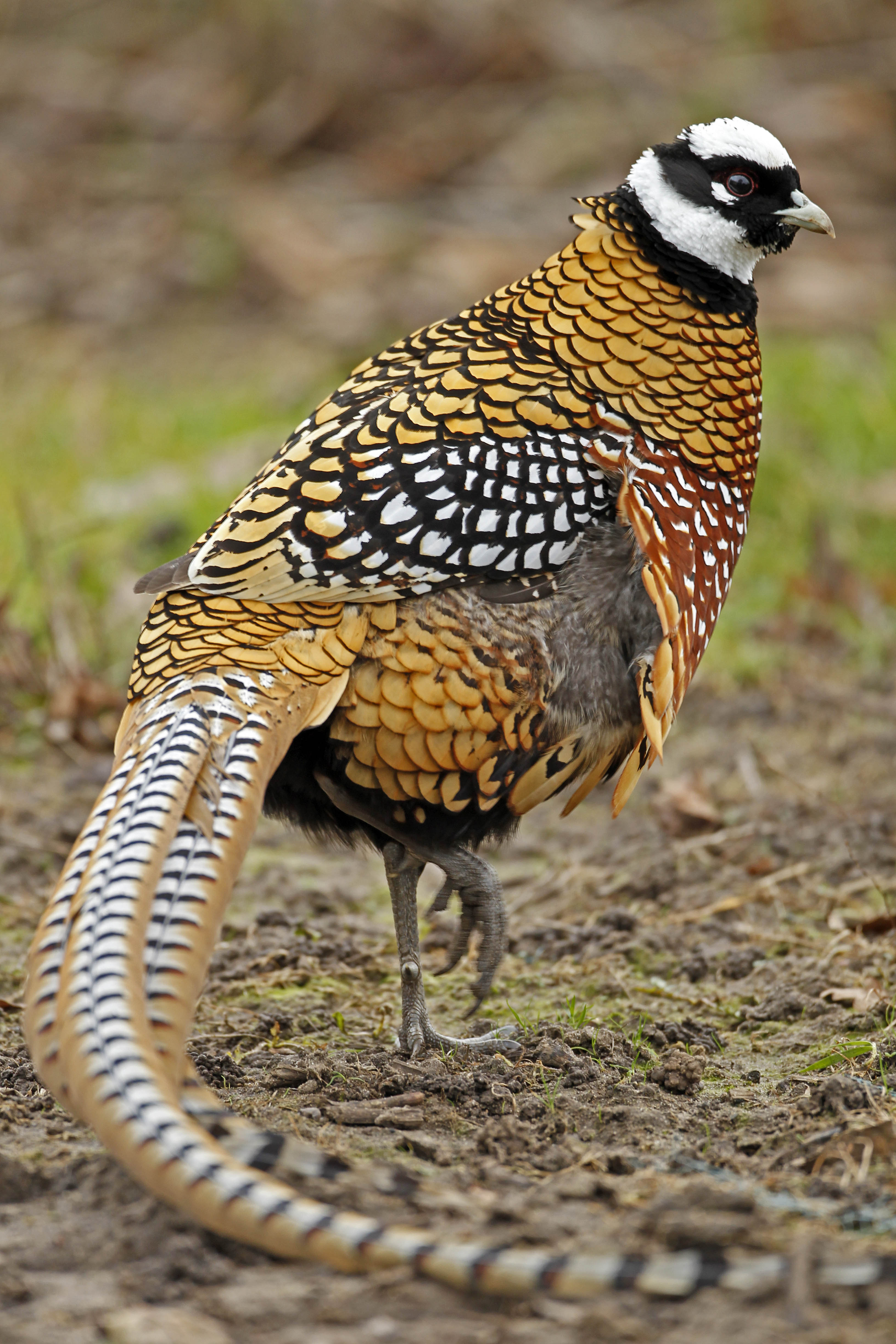 Details : Reeves #39 s Pheasant BirdGuides Details : Reeves #39 s Pheasant BirdGuides