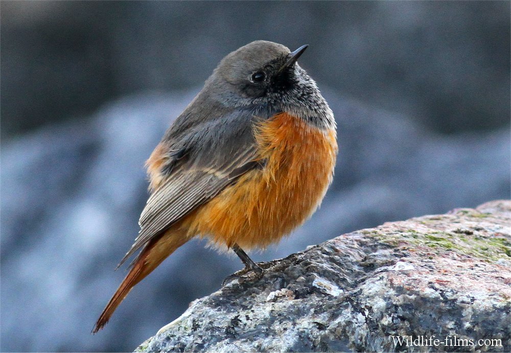 Photo of the Week: 9–15 November - BirdGuides