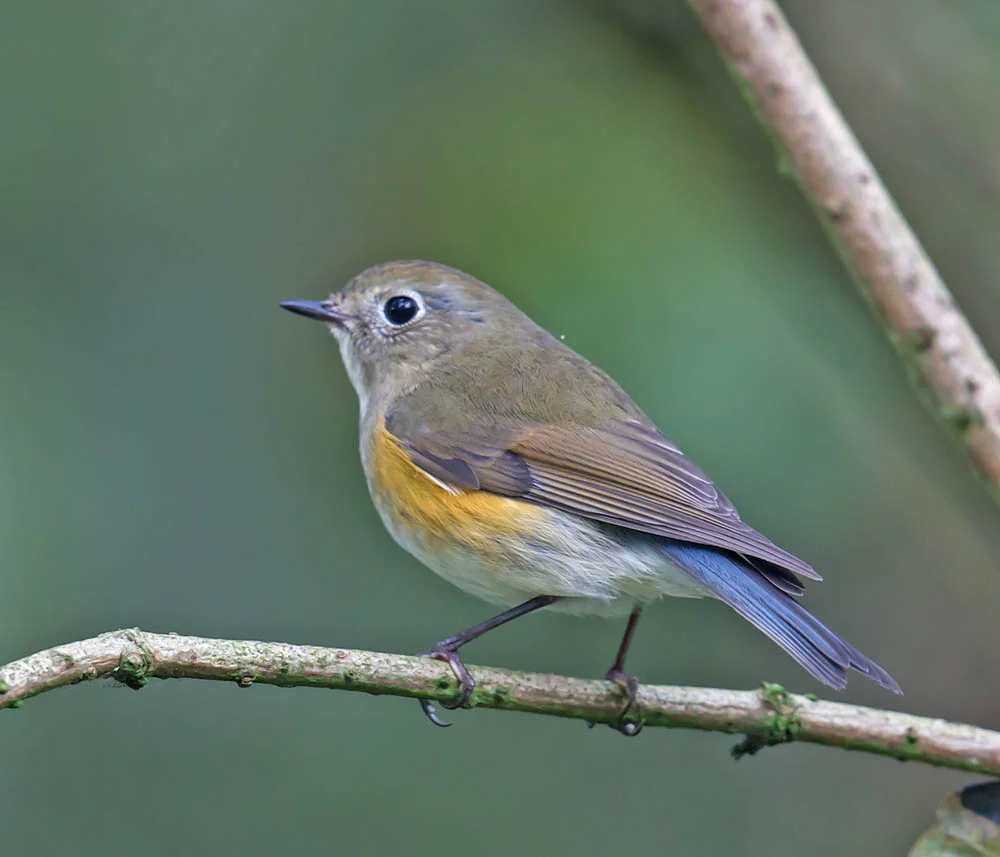 Details : Red-flanked Bluetail - BirdGuides