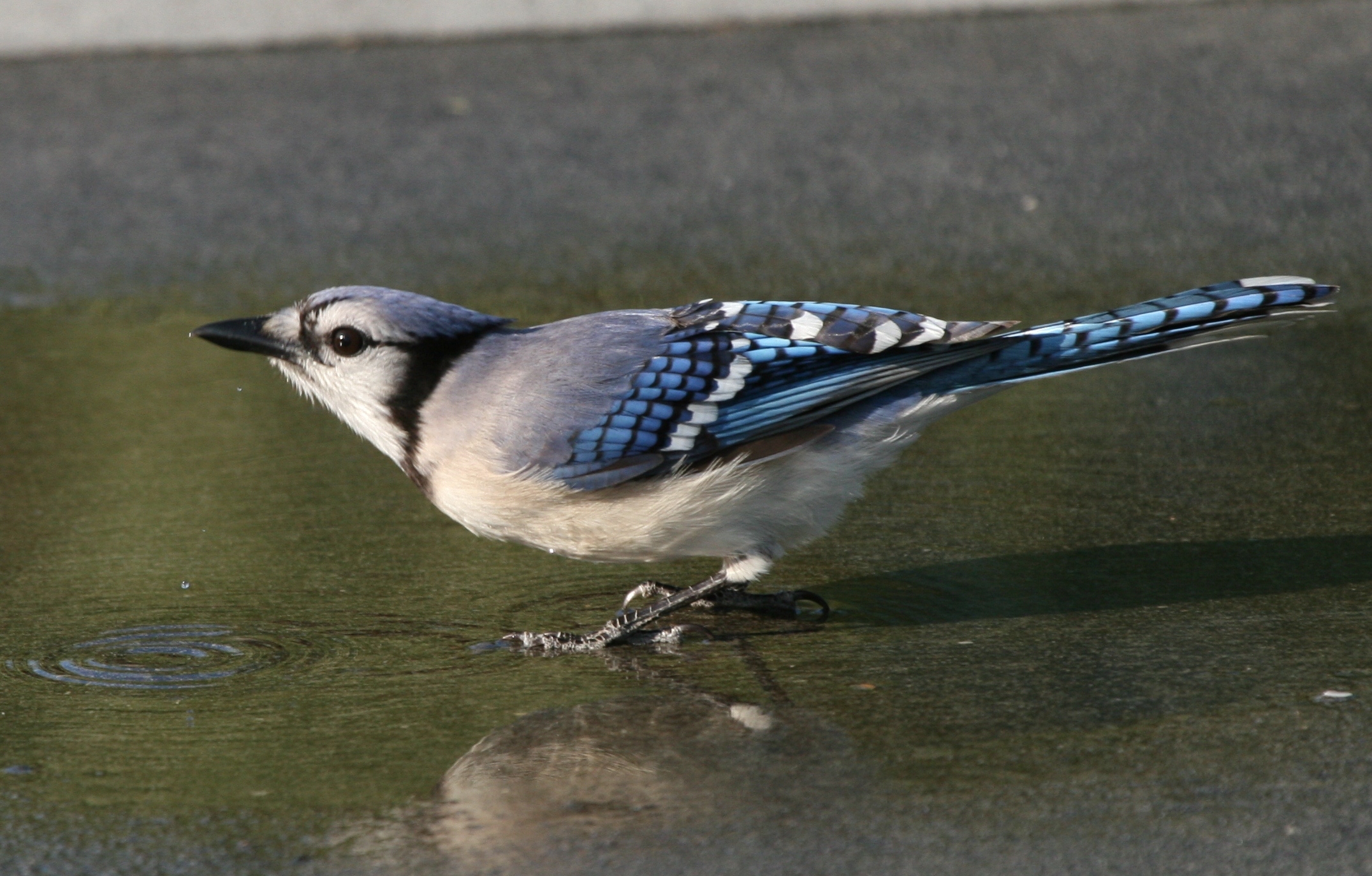 Details Blue Jay Birdguides
