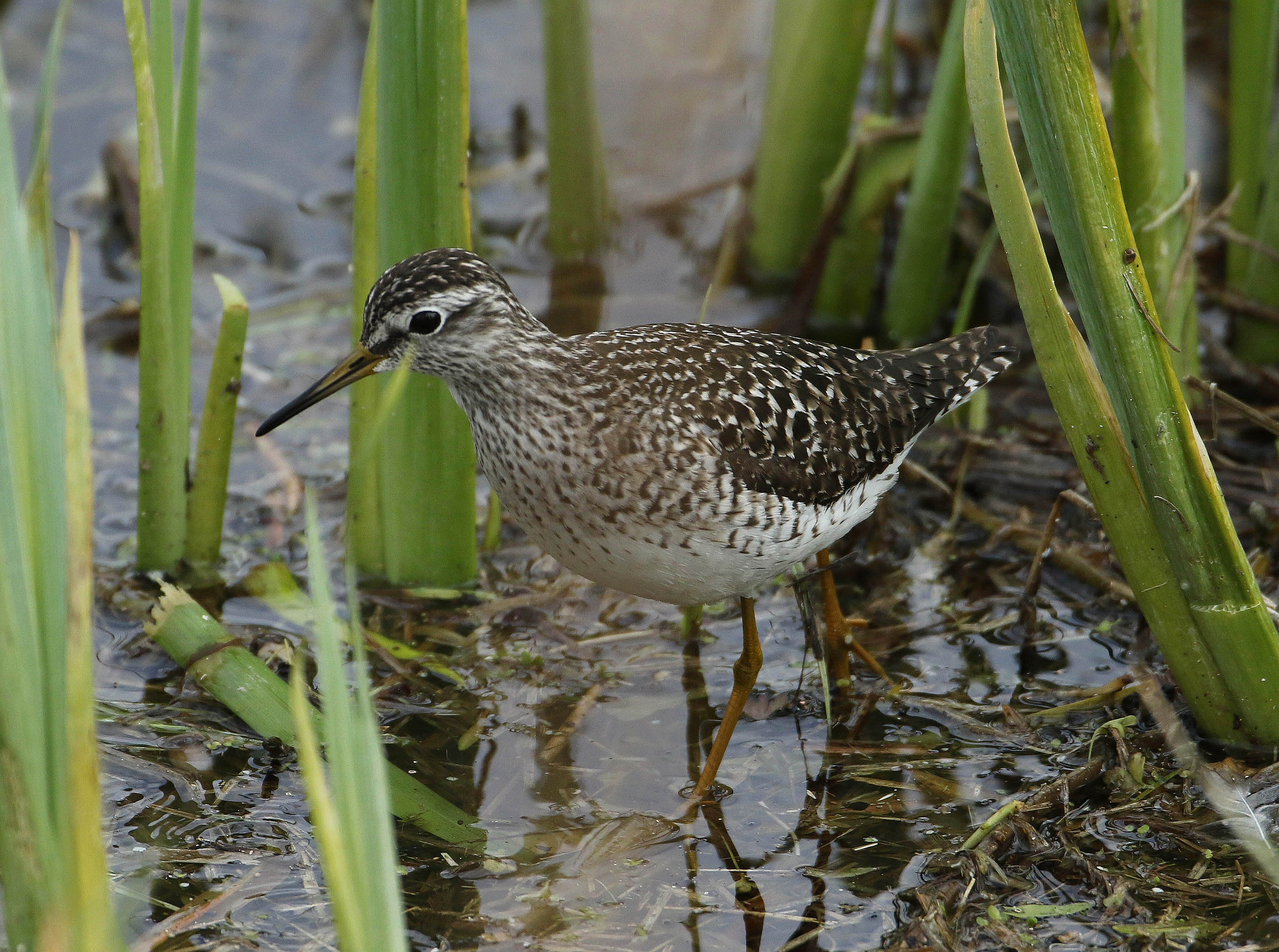 Details Wood Sandpiper BirdGuides