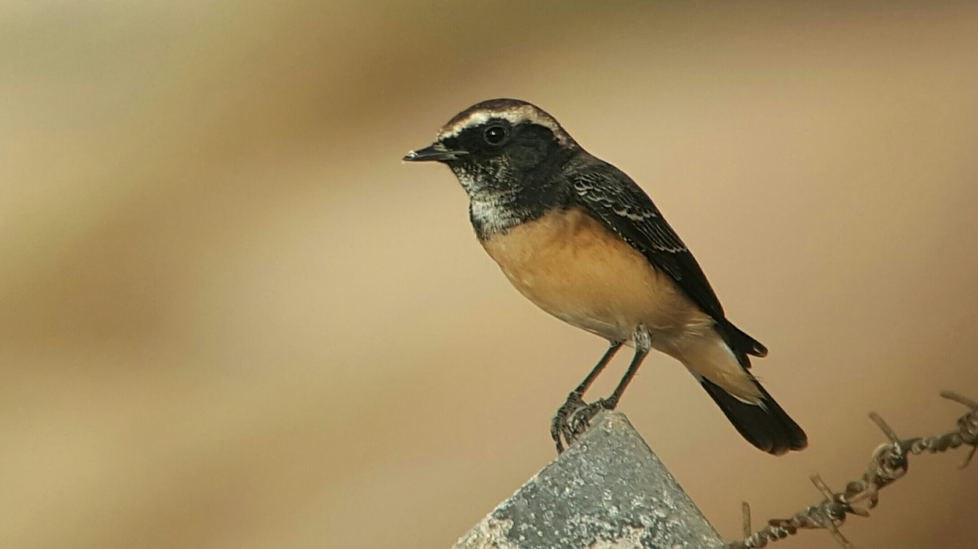 Cyprus Wheatear by Neil Loverock BirdGuides
