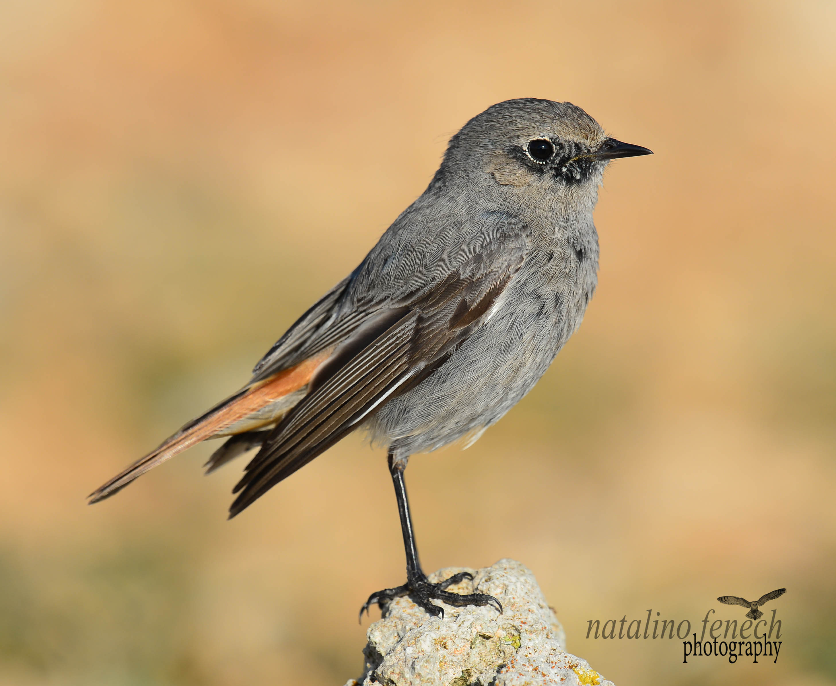 Review of the Week 12th18th March BirdGuides