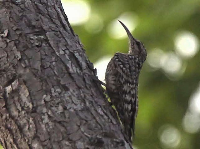 Details Salpornis BirdGuides
