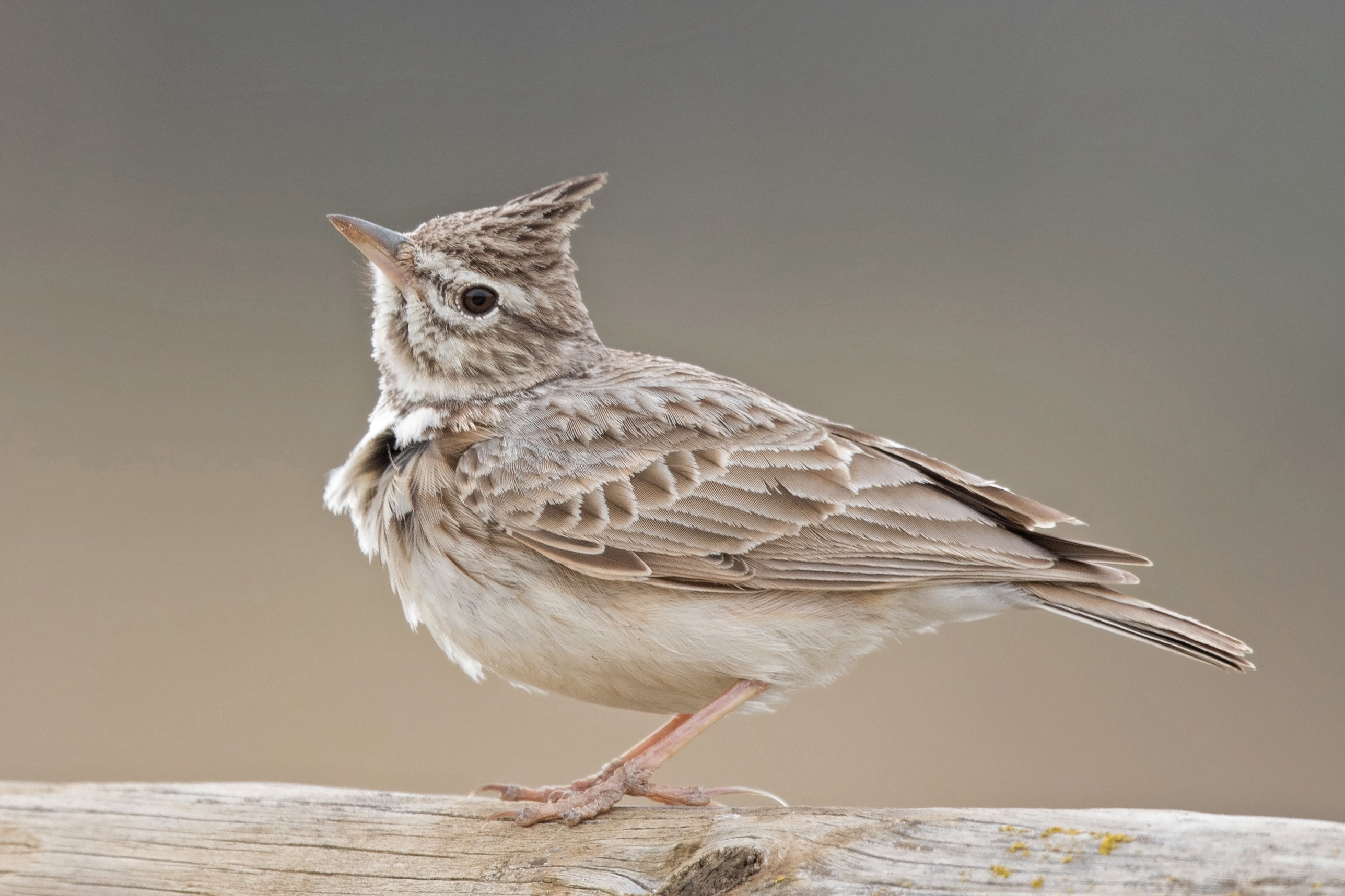 Details Crested Lark BirdGuides