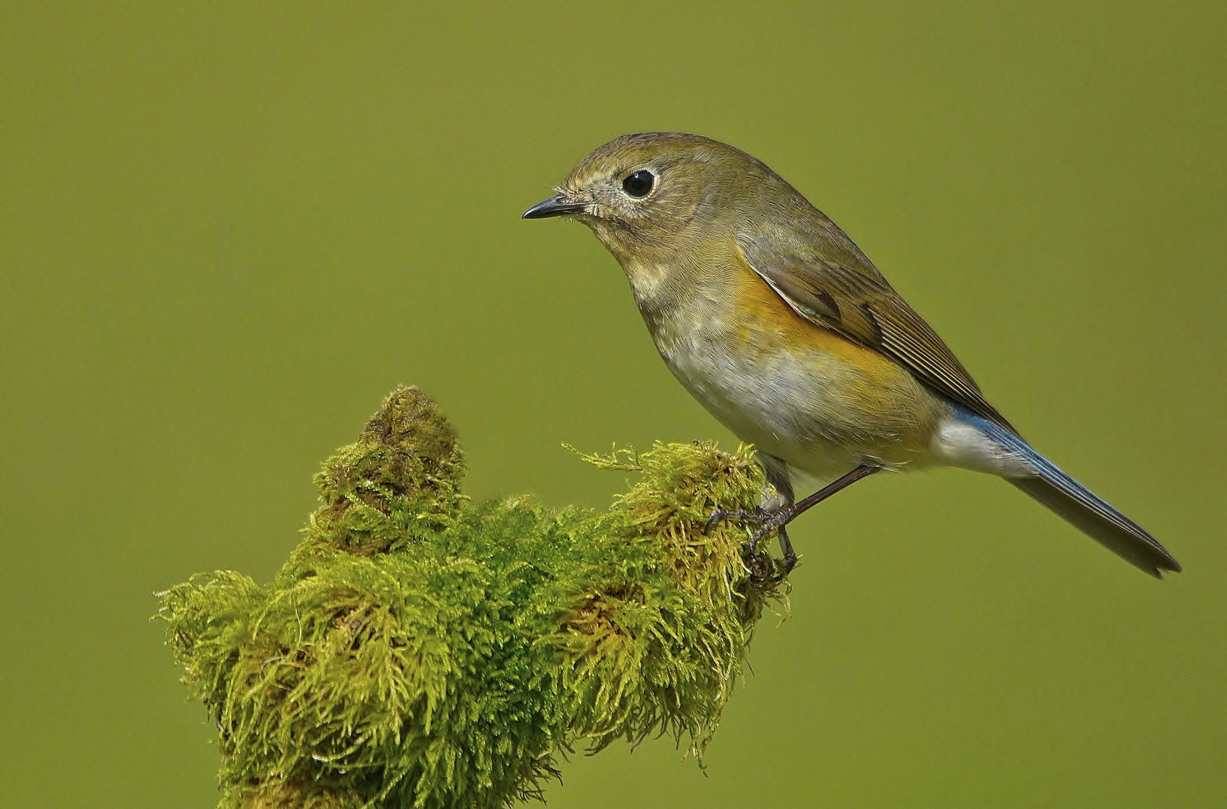 Red-flanked Bluetail - Species Range Map