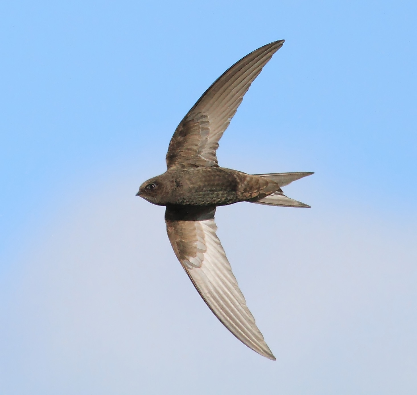 Details : Common Swift - BirdGuides