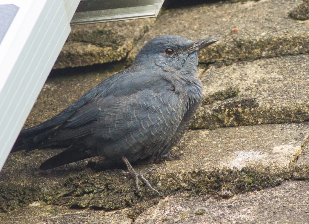 Jake Gearty Blue Rock Thrush by Jake Gearty - BirdGuides